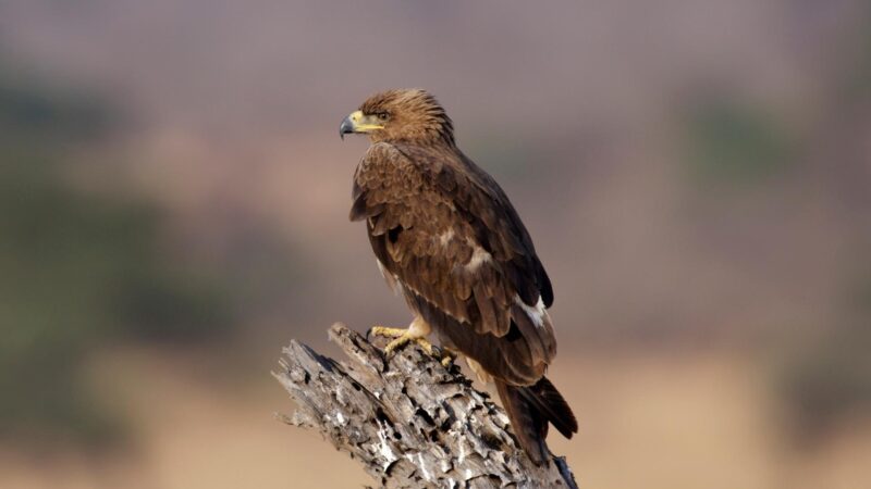 Snake Eagles