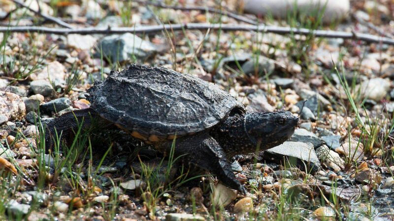 Snapping Turtles