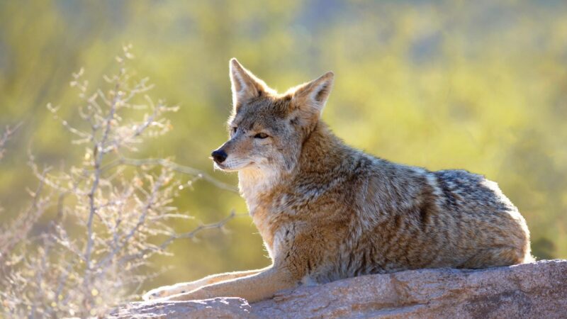 The Pooping Behavior of a Coyote