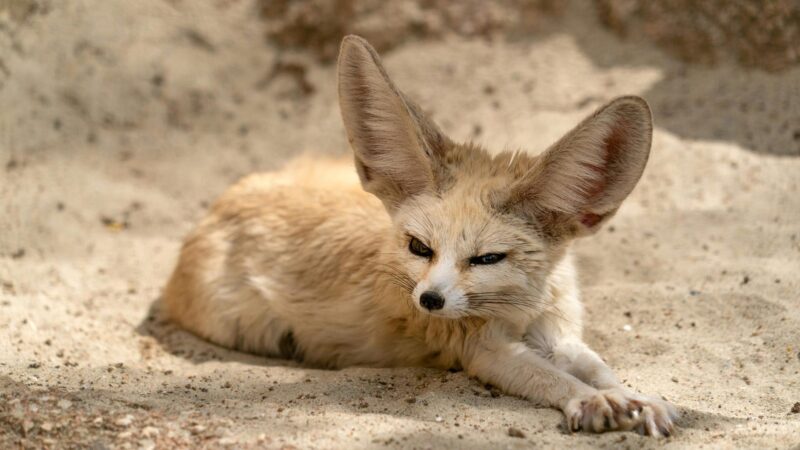 What Do Fennec Foxes Eat