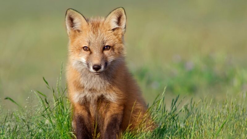 What Do Kit Foxes Eat