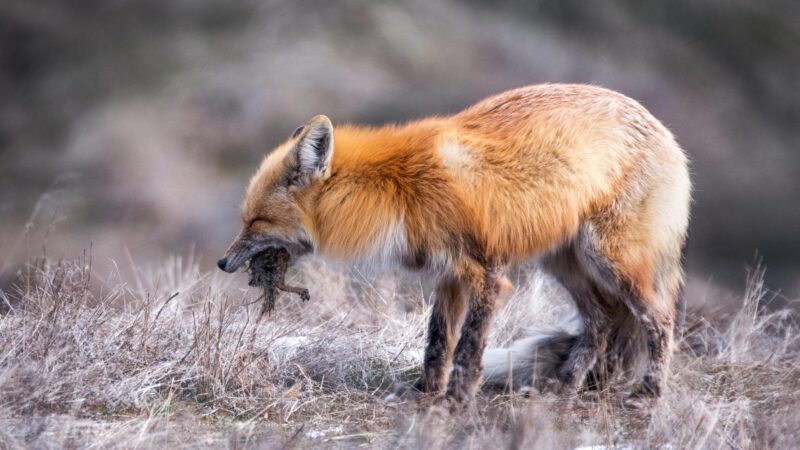 What Do Red Foxes Eat