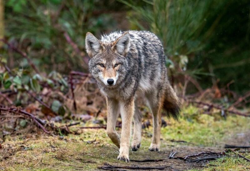 What Does Coyote Poop Look Like (1)