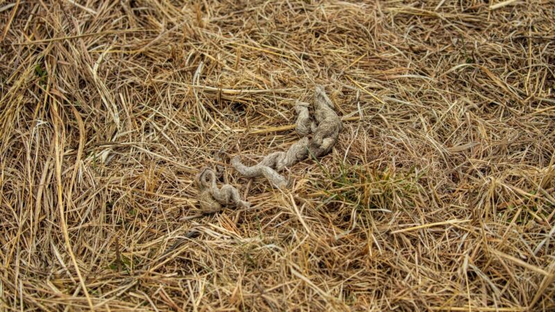 What Does Coyote Poop Look Like