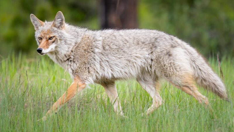 What Does It Mean When a Coyote Poops in Your Yard