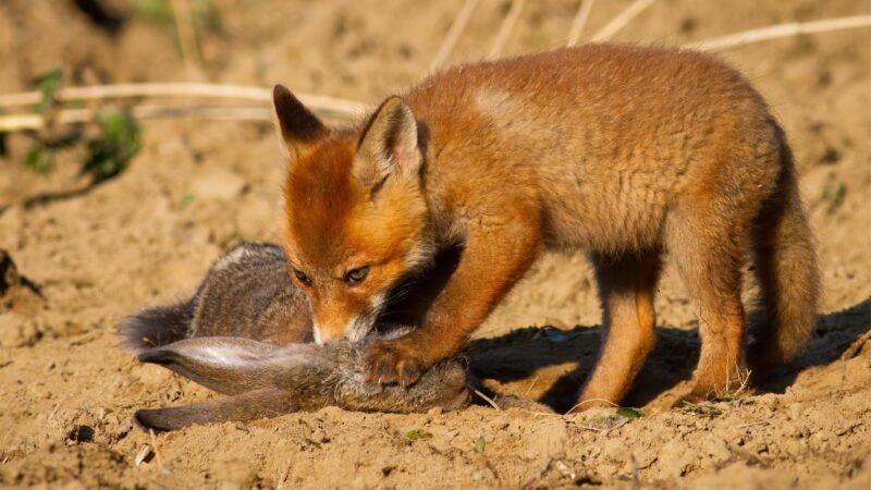 What Kinds of Animals Do Foxes Eat