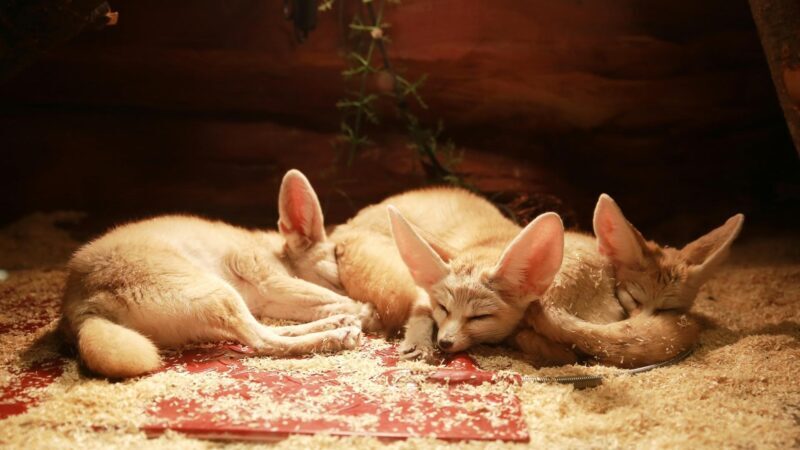 Where and When Do Fennec Foxes Sleep
