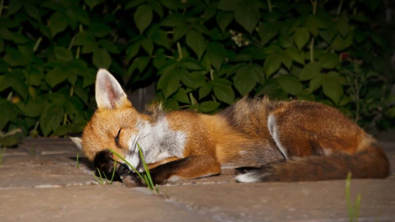 Where and When Do Red Foxes Sleep