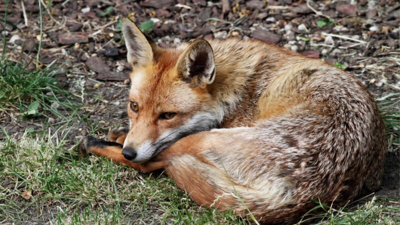 Where and When Do Urban Foxes Sleep