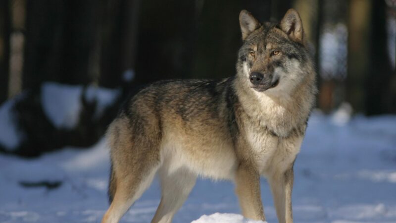 Why Haven’t Wolves Been Domesticated