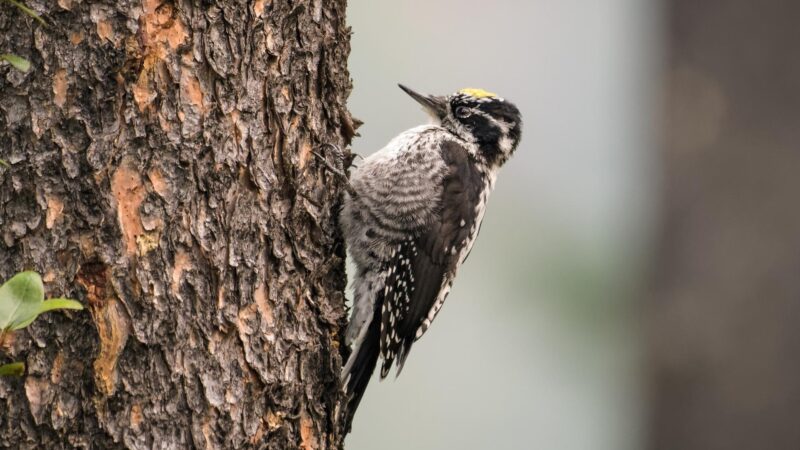 American Three-Toed Woodpecker