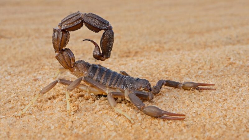 Are There Poisonous Scorpions in Texas