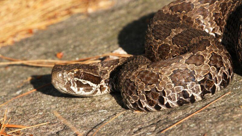 Are There Venomous Water Snakes in Michigan