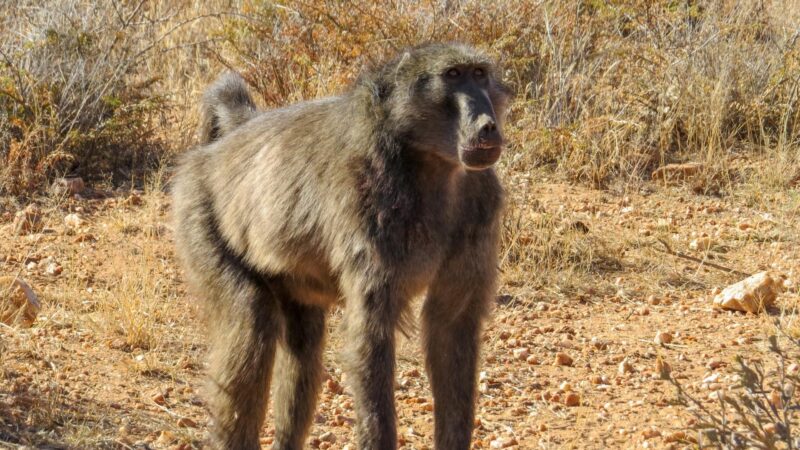 Baboon