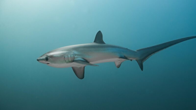 Bigeye Thresher Shark