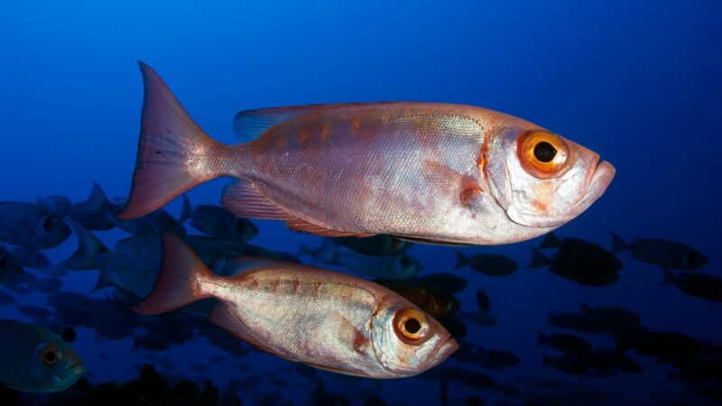 Bigeye Tuna