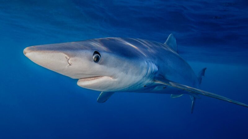 Blue Shark