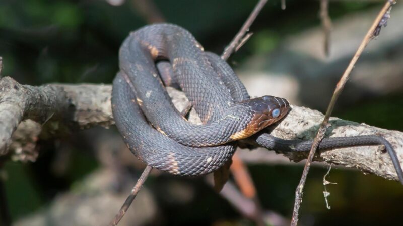 Broad-Banded Water Snake