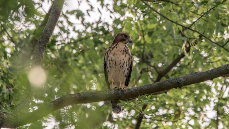 Broad-Winged Hawk