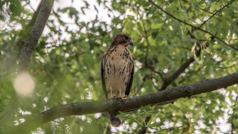 Broad-Winged Hawk.