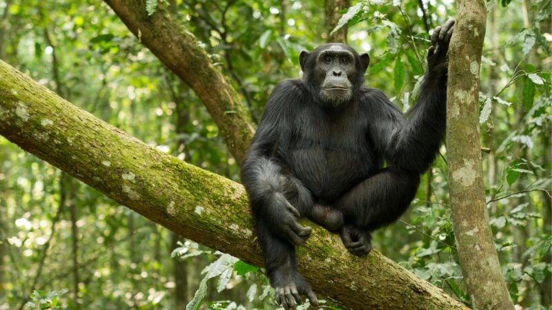 Chimpanzee