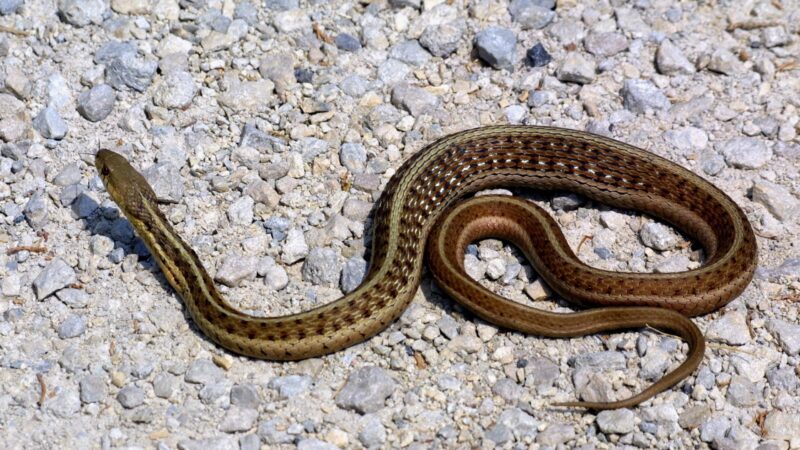 Common Garter Snake