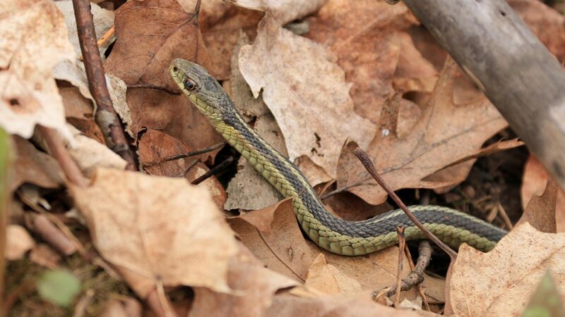 Common Ribbonsnake