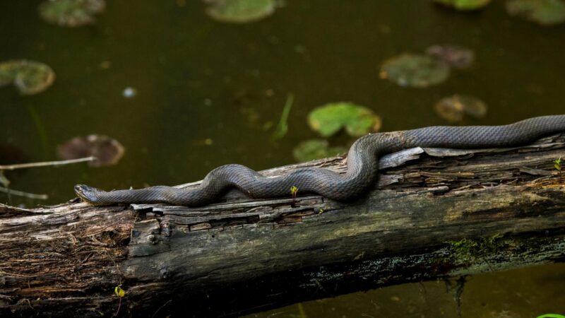 Common Water Snake