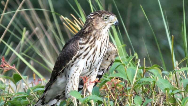 Cooper’s Hawk