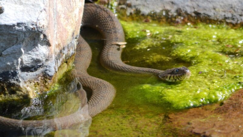Copper-Bellied Water Snake