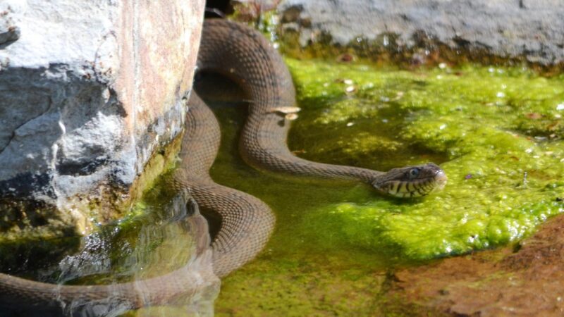 Copperbelly Water Snake