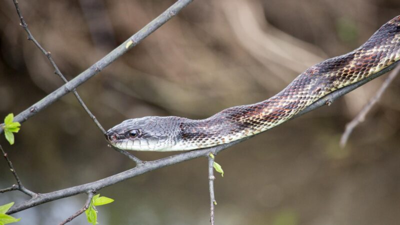 Cottonmouth