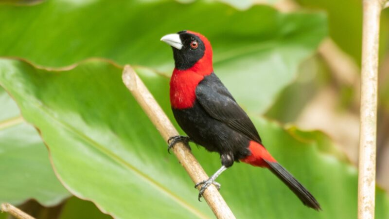 Crimson-Collared Grosbeak