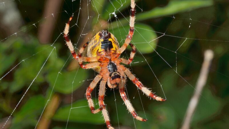 Cute Spider Names