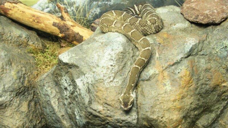 Diamondback Water Snake