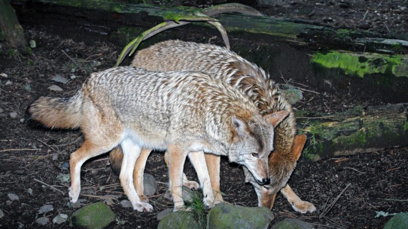 Do Coyotes Travel in Packs