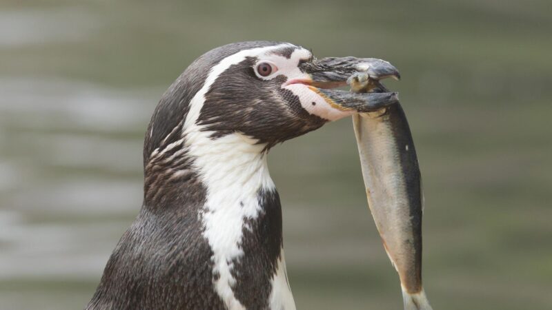 Do Penguins Chew Their Food