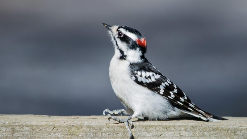 Downy Woodpecker