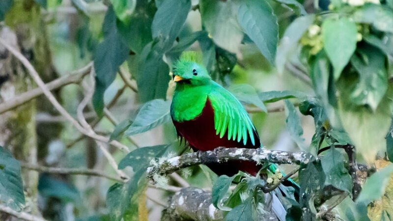 Eared Quetzal