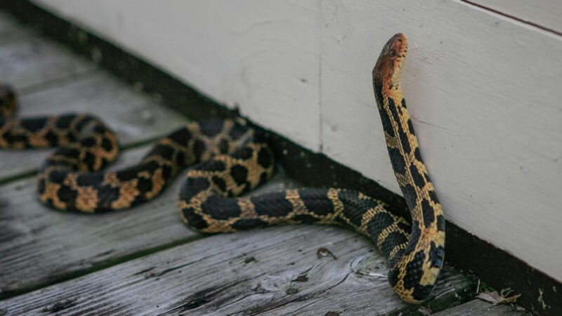 Eastern Foxsnake