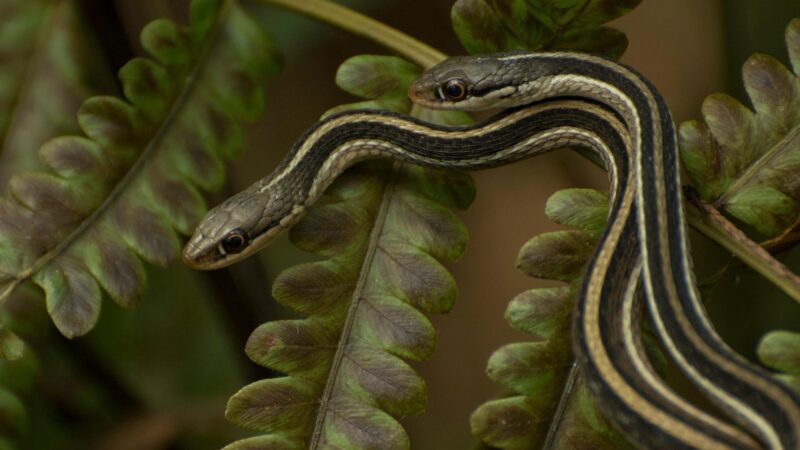 Eastern Ribbonsnake