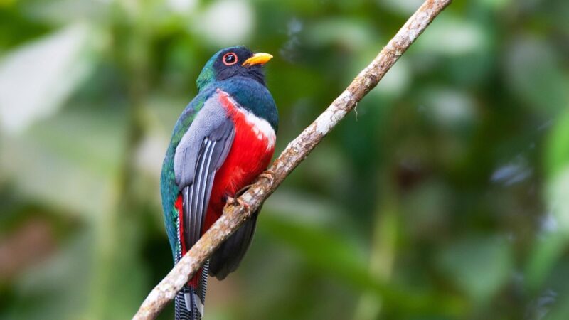 Elegant Trogon