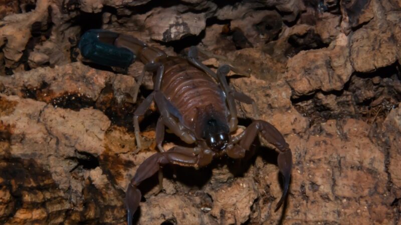 Florida Bark Scorpion