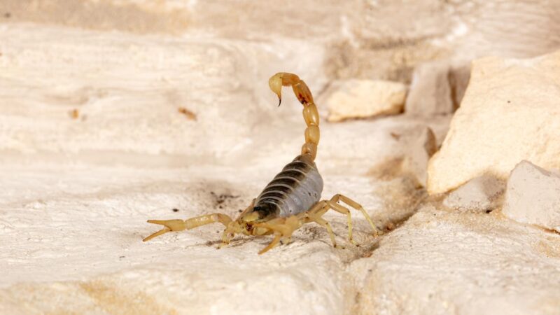 Giant Hairy Scorpion