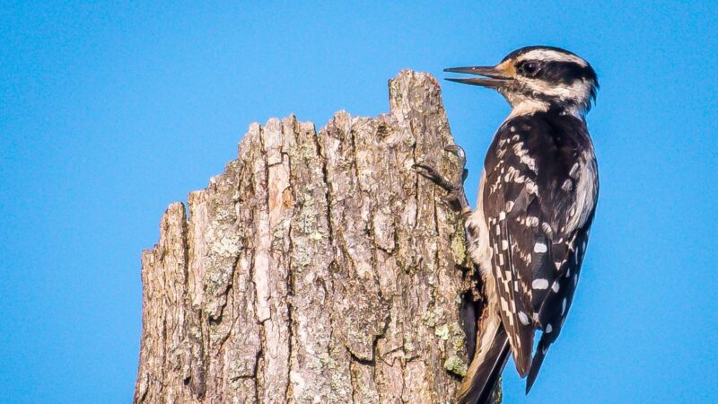 Hairy Woodpecker