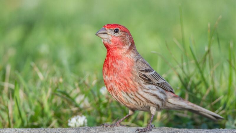 House Finch