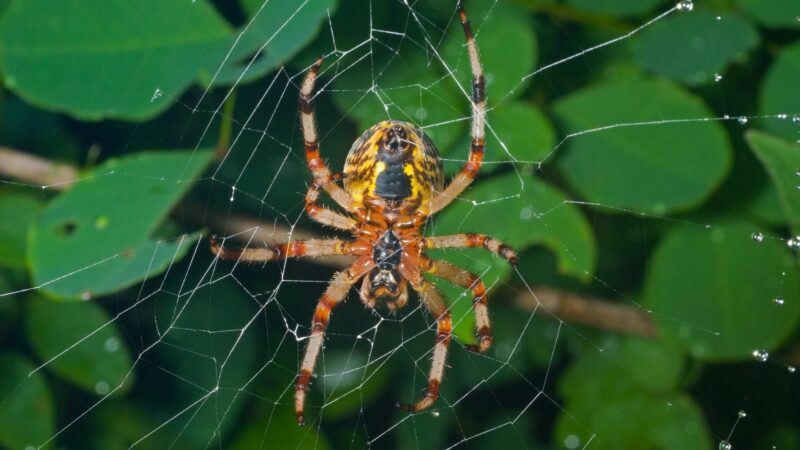 How Did the Spider Get Its Name