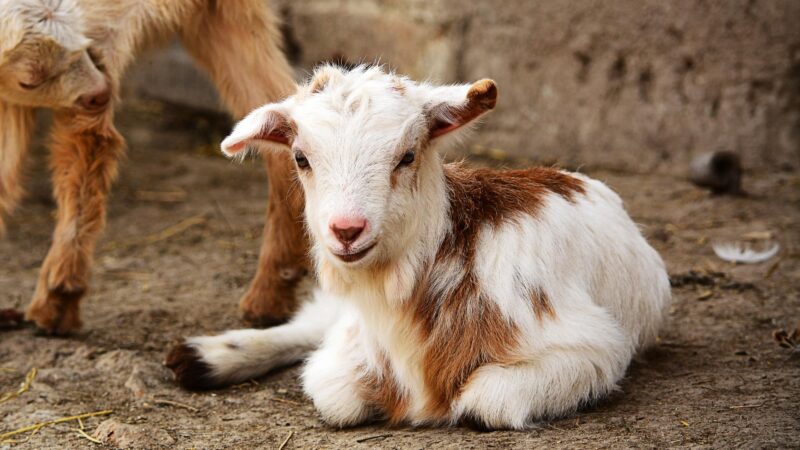 Kinder Goat