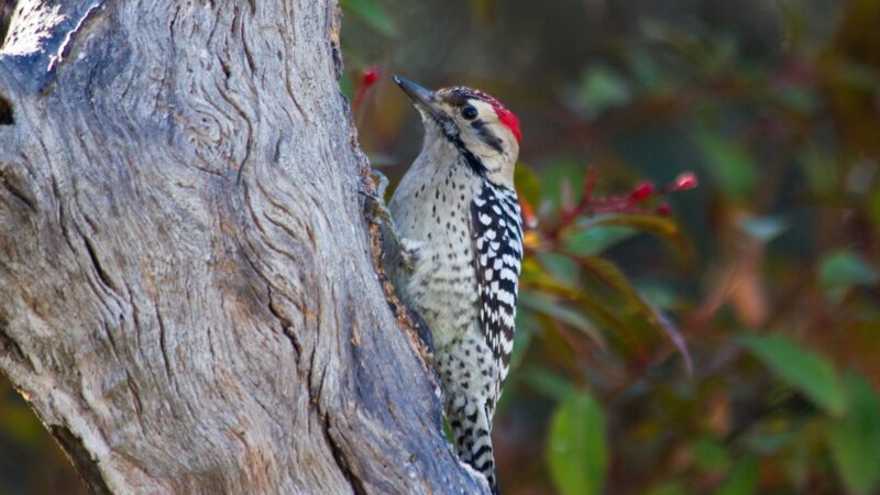 Ladder-Backed Woodpecker