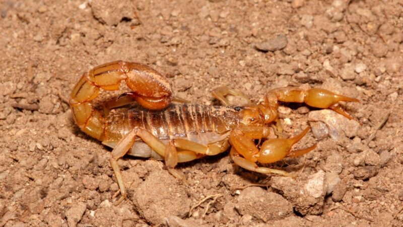 Lesser Stripetail Scorpion